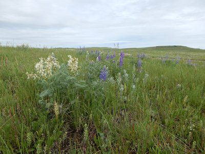 Astragalus drummondii, photographed by Matt Lavin