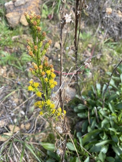 Solidago spathulata, photographed by Nicholas Wei