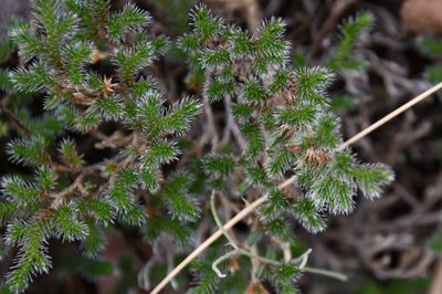 Selaginella rupincola, photographed by Mike Ostrowski