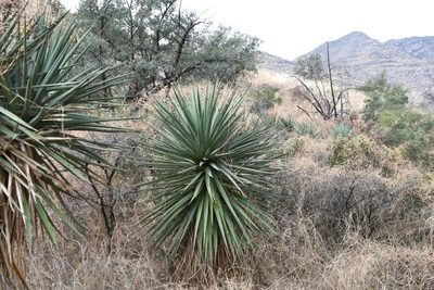 Yucca madrensis, photographed by Mike Ostrowski