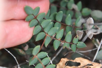 Pellaea truncata, photographed by Mike Ostrowski