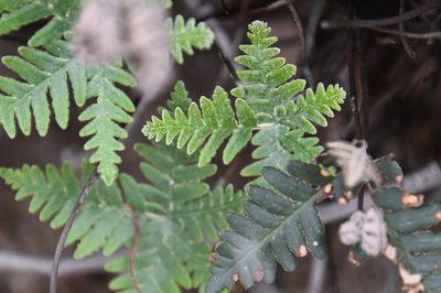 Notholaena standleyi, photographed by Mike Ostrowski