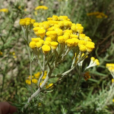 Chrysocephalum semipapposum, photographed by yatesy