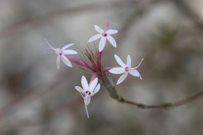 Carphochaete bigelovii, photographed by Mike Ostrowski