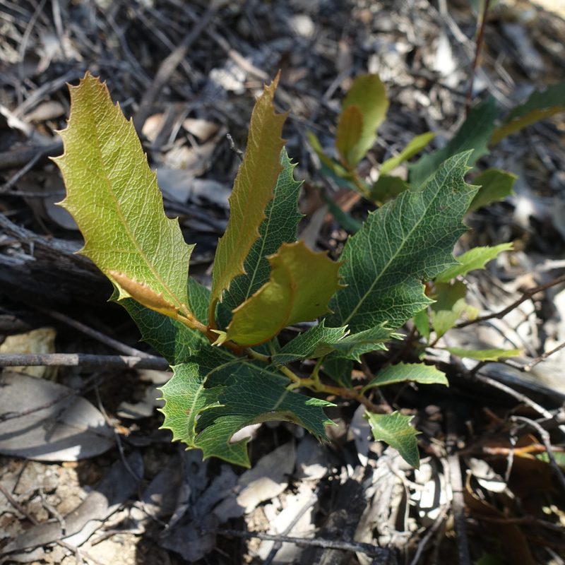 Lomatia ilicifolia, photographed by yatesy