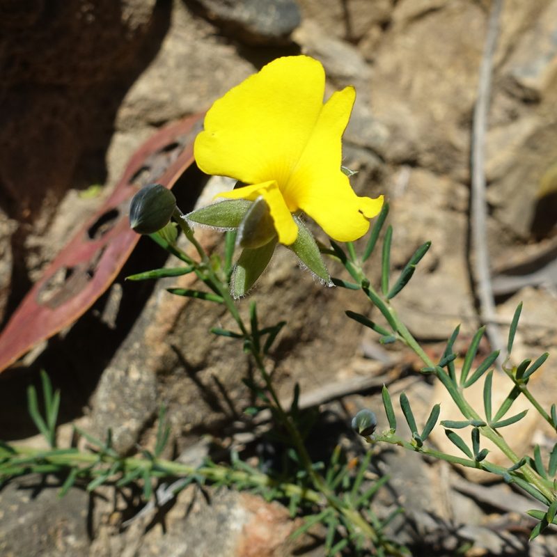 Gompholobium huegelii, photographed by yatesy