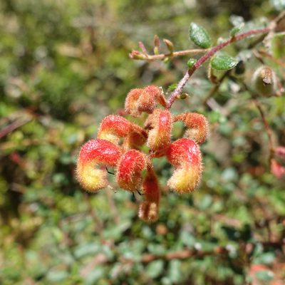 Grevillea alpina, photographed by yatesy