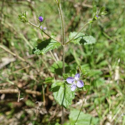 Veronica calycina, photographed by yatesy