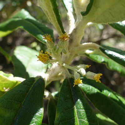 Bedfordia arborescens, photographed by yatesy