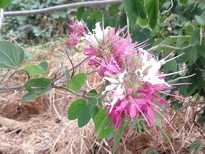 Bauhinia divaricata, photographed by Francisco Emilio Roldán Velasco