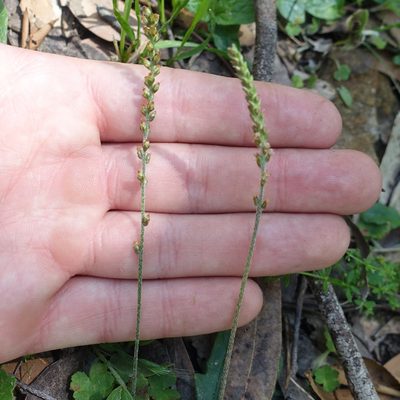 Plantago debilis, photographed by yatesy