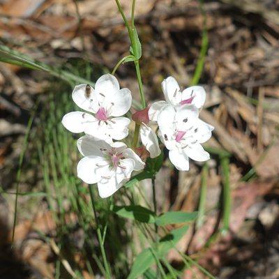 Burchardia umbellata, photographed by yatesy