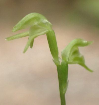 Townsonia viridis, photographed by corunastylis