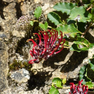 Grevillea repens, photographed by yatesy