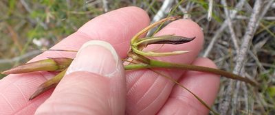 Cryptostylis subulata, photographed by corunastylis