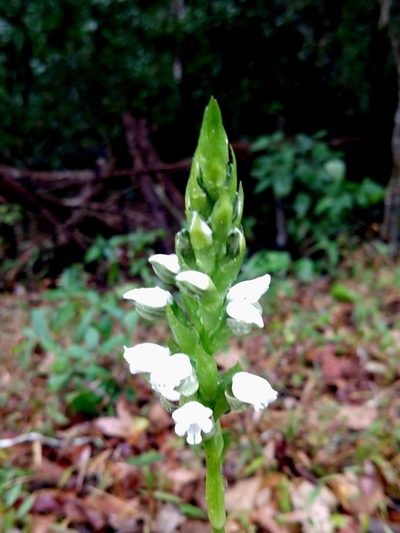 Aulosepalum hemichrea, photographed by Francisco Emilio Roldán Velasco