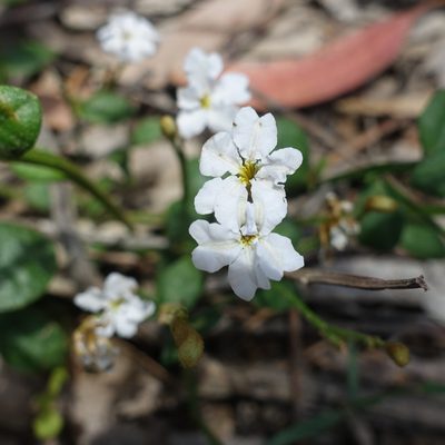 Dampiera stricta, photographed by yatesy