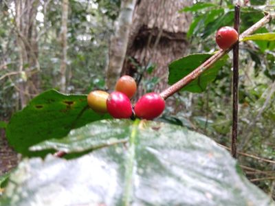 Coffea arabica, photographed by Francisco Emilio Roldán Velasco
