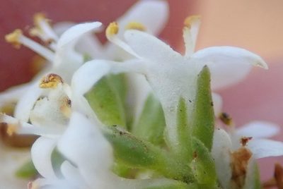 Selago gracilis, photographed by Nicola van Berkel