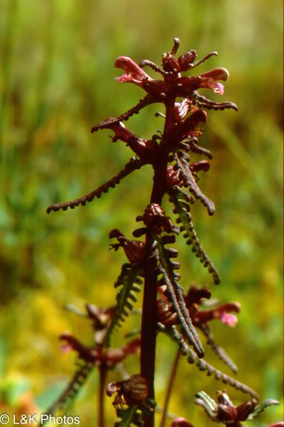 Pedicularis parviflora, photographed by lallen