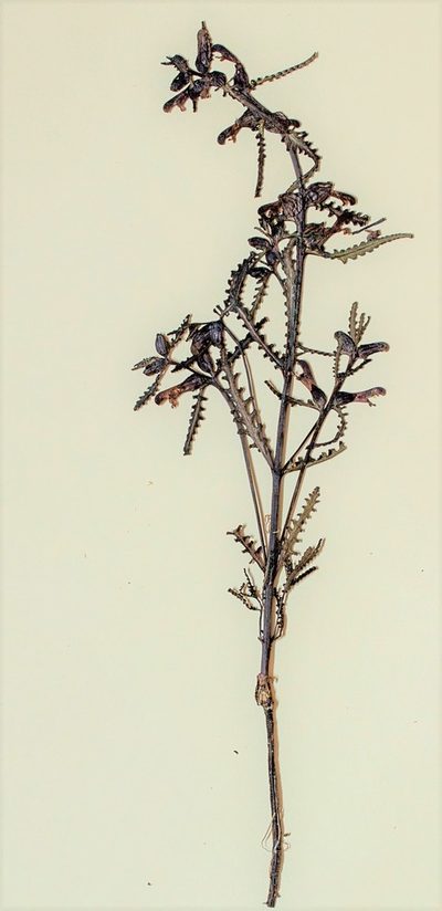 Pedicularis parviflora, photographed by lallen