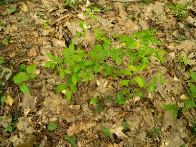 Vaccinium pallidum, photographed by John Ambler