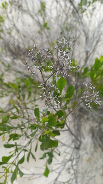 Symphyopappus casarettoi, photographed by JG