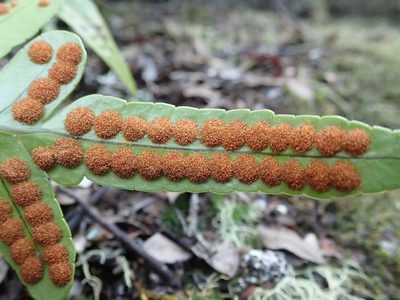 Polypodium scouleri, photographed by joergmlpts