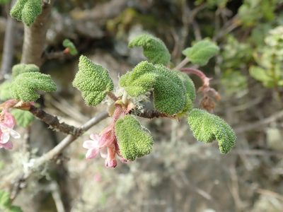 Ribes malvaceum, photographed by joergmlpts