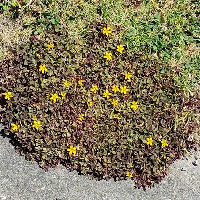 Oxalis exilis, photographed by Jenny Saito