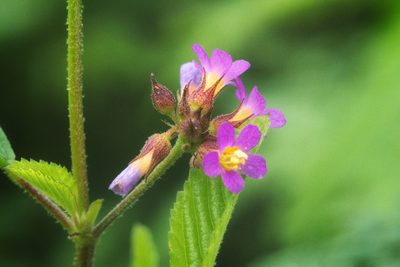 Melochia pyramidata, photographed by adel-fridus