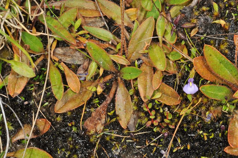 Plantago udicola, photographed by Pieter Pelser