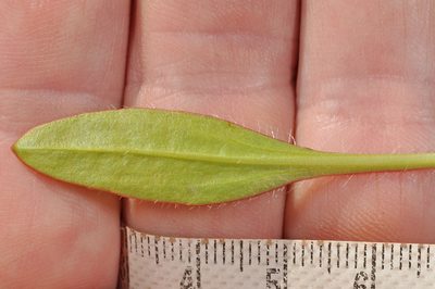 Plantago udicola, photographed by Pieter Pelser