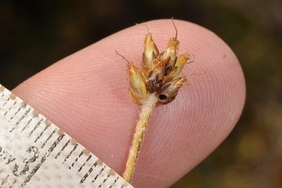 Plantago udicola, photographed by Pieter Pelser