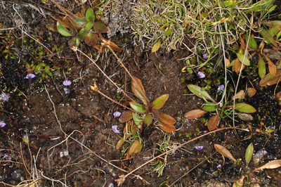Plantago udicola, photographed by Pieter Pelser