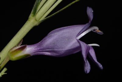 Penstemon pseudoputus, photographed by Brian Finzel