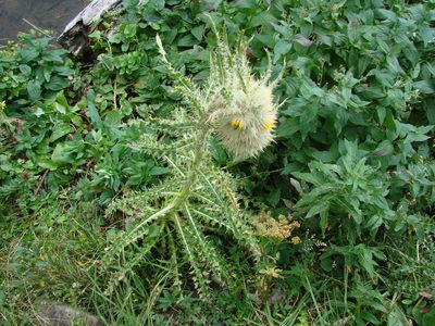 Cirsium funkiae, photographed by aiwendil