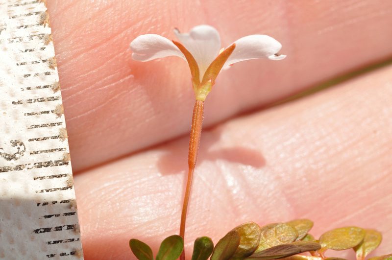 Epilobium angustum, photographed by Pieter Pelser