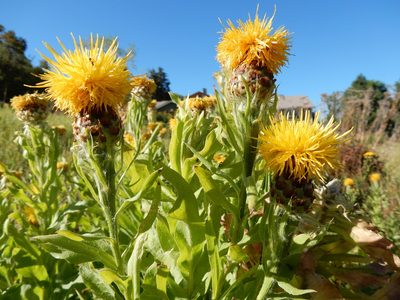 Centaurea macrocephala, photographed by Matt Lavin
