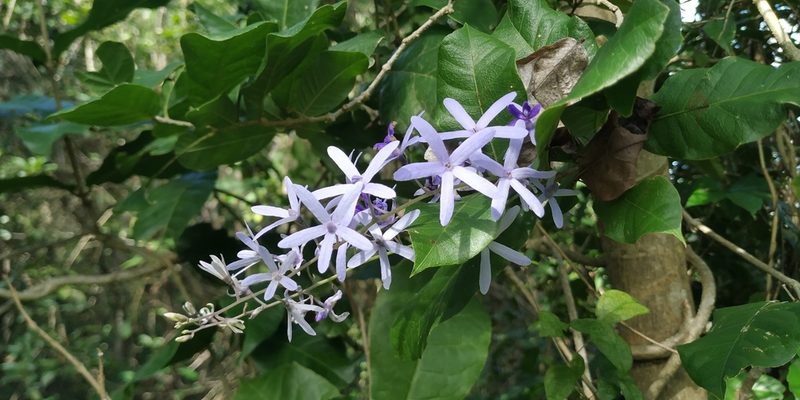 Petrea volubilis, photographed by Tereso Hernández Morales