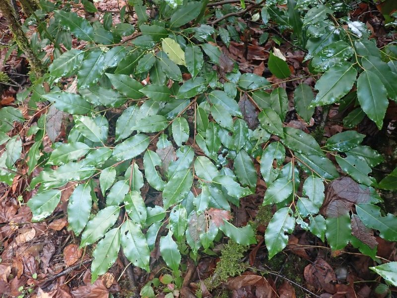 Prunus lusitanica, photographed by giantcicada