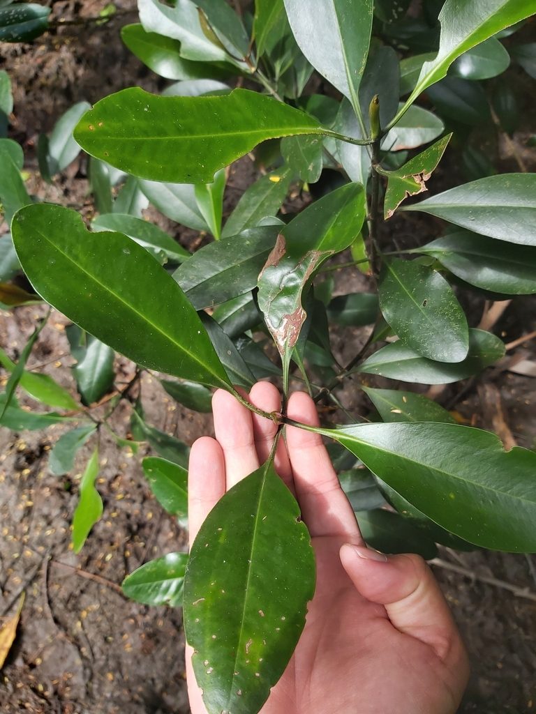 Ceriops pseudodecandra, photographed by Tim