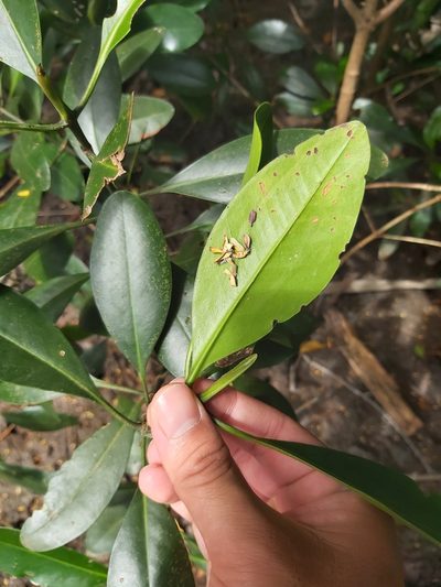 Ceriops pseudodecandra, photographed by Tim