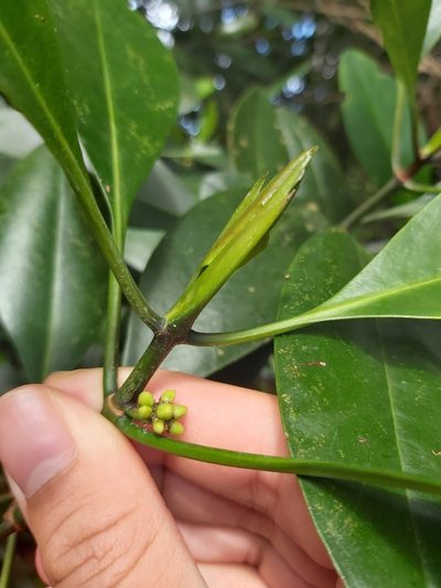 Ceriops pseudodecandra, photographed by Tim