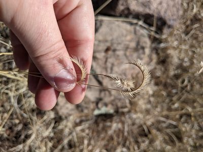 Bouteloua gracilis, photographed by Rachel Stringham