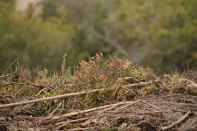 Salicornia pacifica, photographed by velodrome