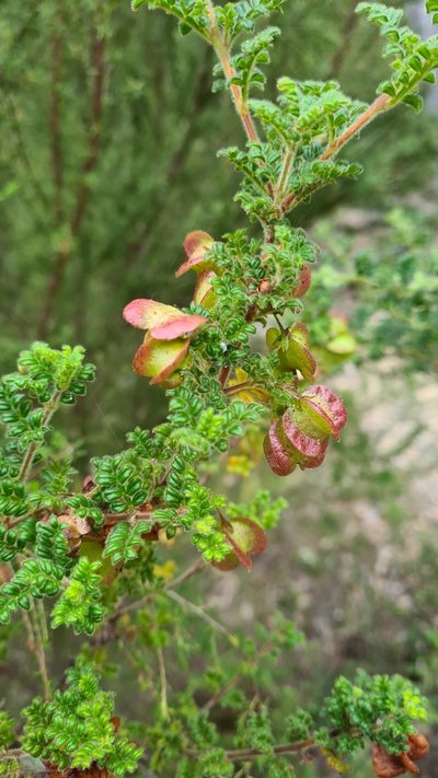 Dodonaea pinnata, photographed by Petra Holland