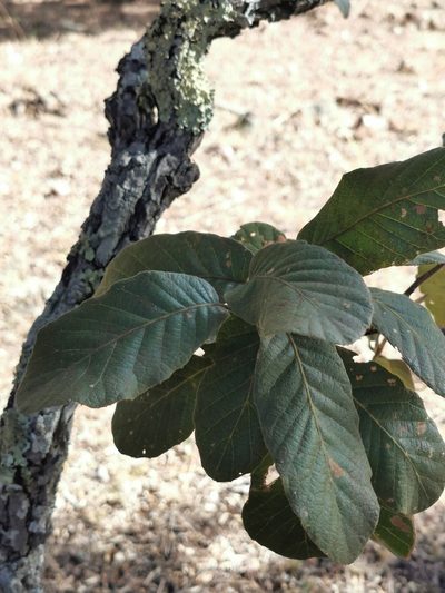Quercus convallata, photographed by M. Socorro González Elizondo
