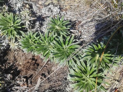 Celmisia viscosa, photographed by Max Tweddell
