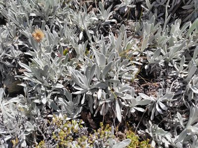 Celmisia allanii, photographed by Max Tweddell